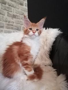 Maine Coon Mädchen mit Stammbaum sucht ab 06.09.2024 ..