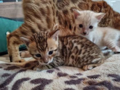 Bengalkitten mit Stammbaum