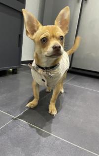 Chihuahua Rüde 6 Monate sucht liebevolles Zuhause 