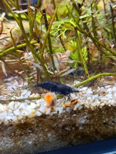 Neocaridina davidi Black Sakura  ( Süßwasser Garnelen  )