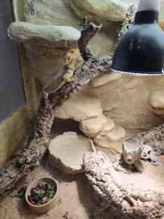 Bartagame (m) mit großem Terrarium, Quarantäneterrarium inkl. Beleuchtung und vi