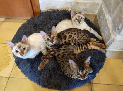 Bengal Kitten