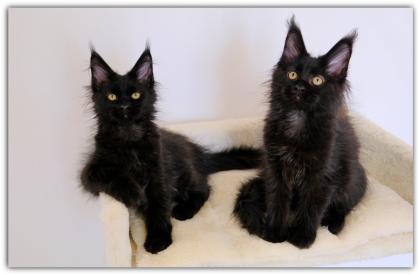 Mystisch und magisch - 2 Maine Coon Kitten black solid.