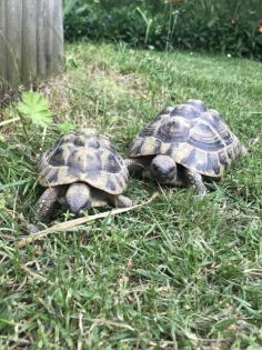 Zwei Griechische Landschildkröten