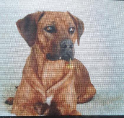 Wurfplanung  rhodesian ridgeback