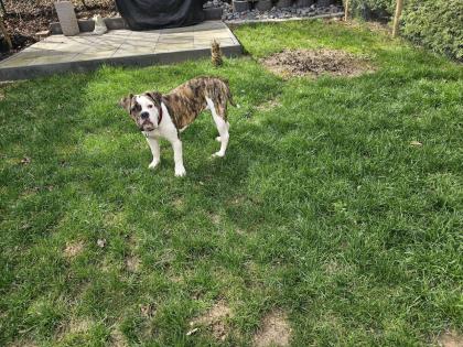 Junghündin old Englisch Bulldogge/Boxer Mix sucht ihr Eigenheim