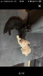 Bkh-Maincoon Kitten suchen ein liebevolles Zuhause!