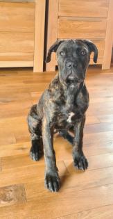Carne Corso Welpe sucht Zuhause