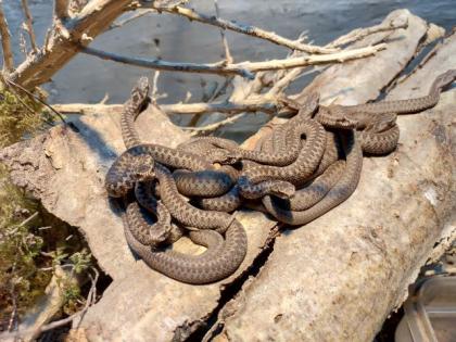 Kreuzotter Vipera Berus 