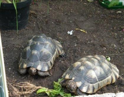 Testudo Marginata- Breitrandschildkröte Nachzuchten aus 2024