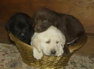 Labrador Retriever Welpen bereit