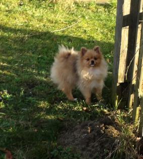 Zwergspitz/Pomeranian Rüde mit 2 blauen Augen