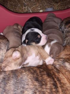 3 Old English Bulldog Welpen suchen bald neues Zuhause:-)