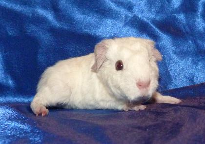 Meerschweinchenbabys Rosetten tricolor