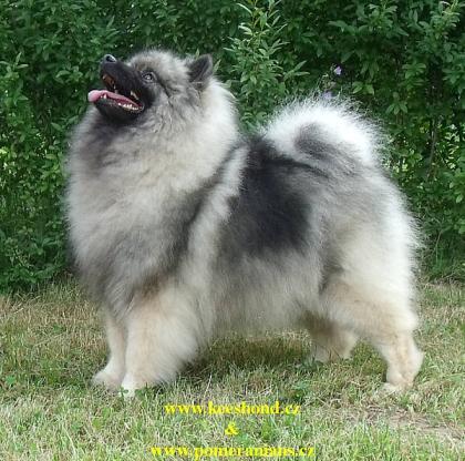 Wolfsspitz Keeshond Welpen mit Papieren