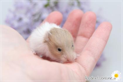 Zauberhafte, zahme Goldhamster und Teddyhamster