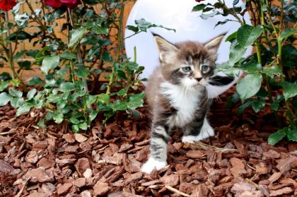 Reinrassige, Typvolle Maine Coon Kitten suchen neue Spielkameraden