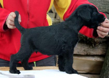 Riesenschnauzer Blackmoore