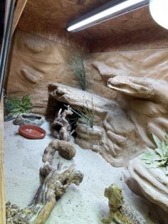 Bartagame und Terrrarium