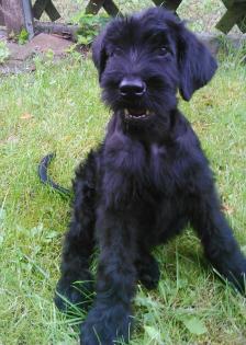 Riesenschnauzer Blackmoore