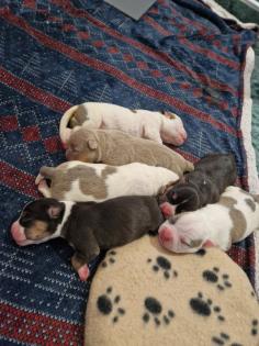 American Bully Welpen Standard / Classic