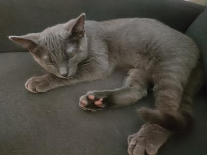 Kater , grau  4,5 Monate