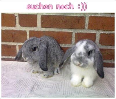 Paco und Lucky suchen eine Liebevolle Familie :)