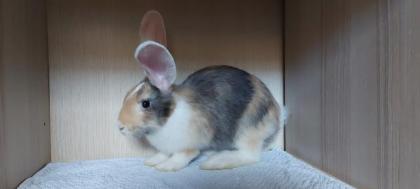 Süße Kaninchen 