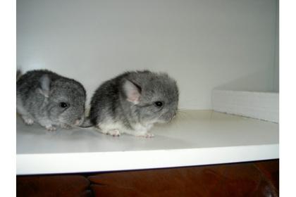 Chinchillas aus Hobbyzucht