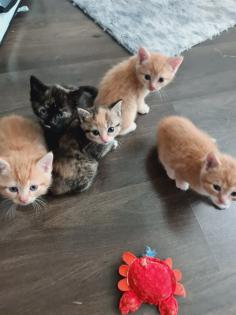 6 zuckersüsse Katzenbabys suchen ein neues Zuhause