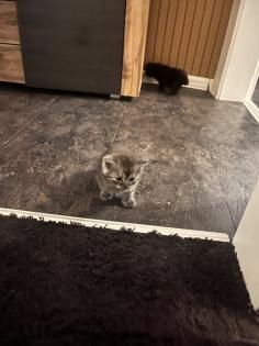Wunderschöne Perser-Mix Katzenbabys suchen liebevolles Zuhause