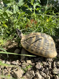 Griechische Landschildkröten THB suchen ein neues Zuhause