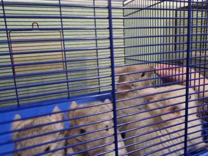 4 chinchilla Babys kleine graue bis hellgrau