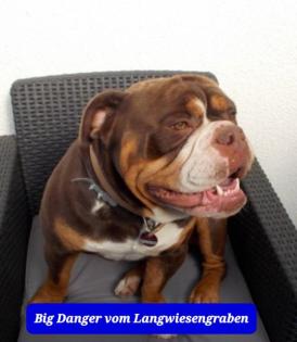 3 OEB welpen suchen bald neues Zuhause 