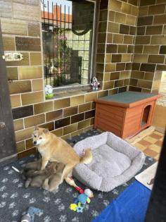 Shiba Inu Welpen