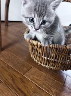 Wuschelweiche Kitten