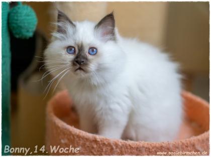 2 Schokomädchen - Heilige Birma - vom Züchter mit Stammbaum