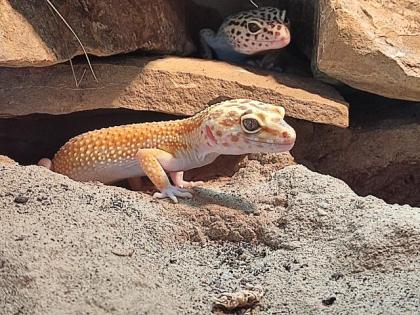Leopardgecko Weibchen (Eublepharis macularius)
