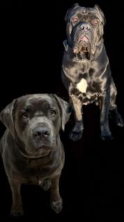 Lablador cane corso Welpen mix