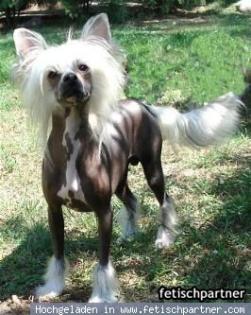 Chines Crested hairless - Nackthund - Deckrüde mit URCI Papieren