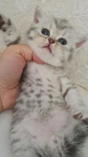 Bkh  kitten / Tabby