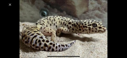 Leopardgecko zu verschenken