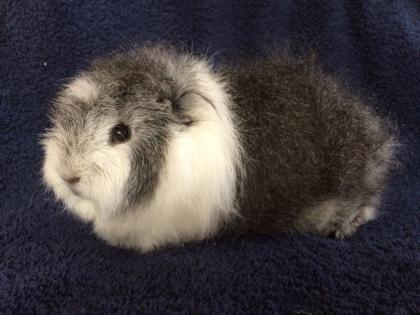 Zwergkaninchen und Meerschweinchen aus langjähriger Hobbyzucht!