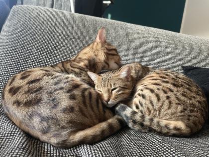 2 Bengalkatzen zu verkaufen