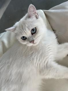 BKH Silver Shadet Katze