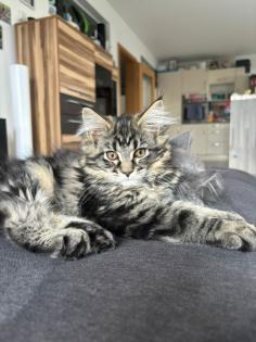 4 süsse Maine Coon