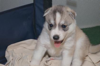 FCI Siberian Husky Welpen suchen ab dem 14.12-0.7978 ein liebevolles Zuhause 