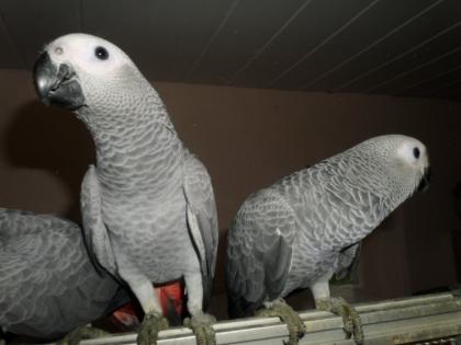 Kongo Graupapageien zu verkaufen