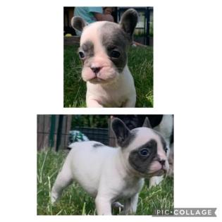 Französische Bulldoggen Welpen 