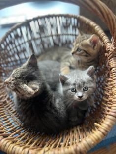 Wuschelweiche Kitten